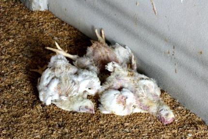 Krankheiten von Hühnern sind Folgen ihrer inkorrekten Wartung