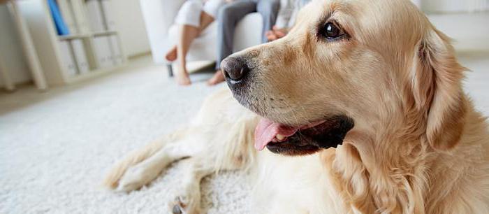 Rotz bei einem Hund: Symptome, Behandlungsmerkmale und Empfehlungen von Fachleuten