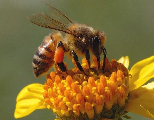 Was tun, wenn eine Biene sticht? Erste Hilfe